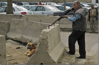 Объявлен аукцион на масштабный отстрел бродячих собак
