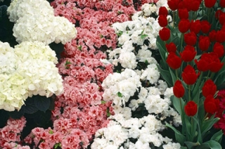 Администрация МР покупает цветы на 180 тысяч рублей
