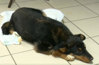 Саратовские ветеринары помогли спасти сбитую в Пензе собаку