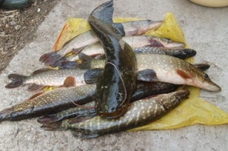 В Саратовской области на четверть увеличились объемы рыбоводства