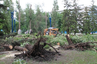 Ураган повалил в Саратове порядка 20 деревьев