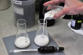 В пробах молока нашли повышенное содержание микроорганизмов