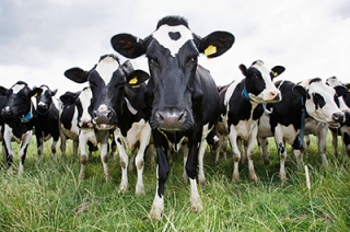 Фермера оштрафовали за переход через границу стада коров