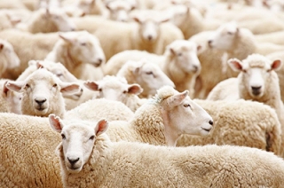 Гражданин заявил о пропаже 170 овец