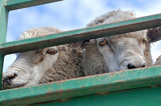 Через область пытались провезти 65 овец без документов