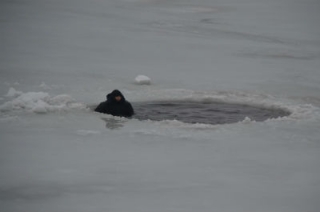 За сутки подо льдом погибли три рыбака