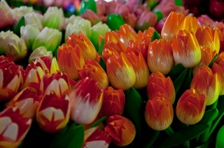 В Саратовской области самые низкие в Поволжье цены на цветы