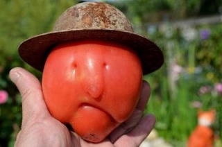 В Саратов через Белоруссию ввезли 69 кг турецких помидоров
