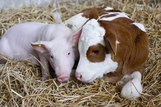 Саратовстат: в области производство свинины заменило говядину