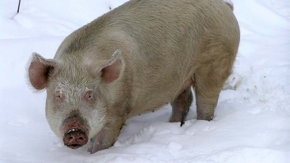 В Елшанке от АЧС погибли пять свиней