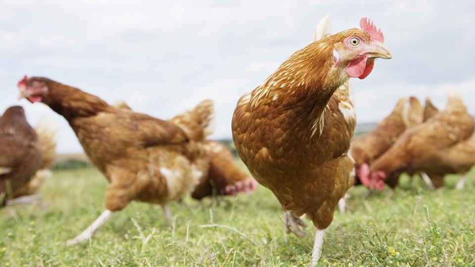 Птичий грипп стал причиной гибели калининских кур
