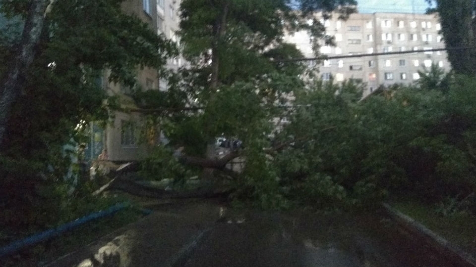 Упавшее из-за ветра дерево перегородило двор в Энгельсе