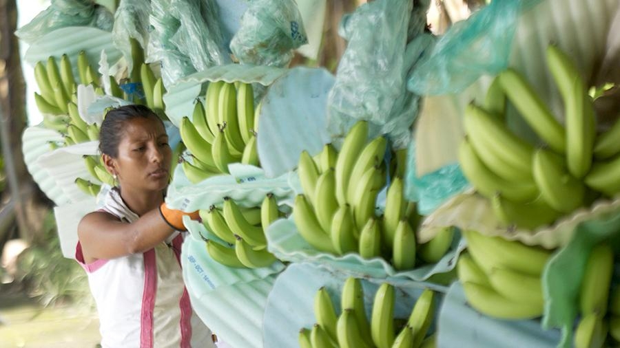 Эквадор продолжит поставлять бананы в Россию