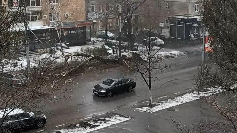 Рухнувшее в центре Саратова дерево затруднило движение автомобилей