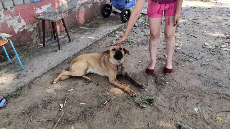 Пьющий житель поселка Придорожный жестоко зарезал собаку