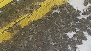 В Саратовской области вновь массово гибнут пчелы