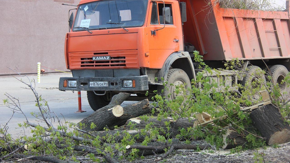 Вырубка деревьев в Саратове. Иск прокуратуры принят к рассмотрению судом