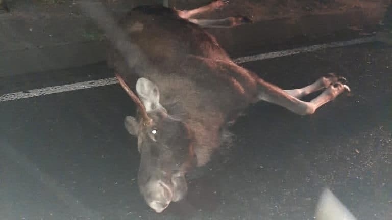 Под Хвалынском водитель иномарки насмерть сбил лося