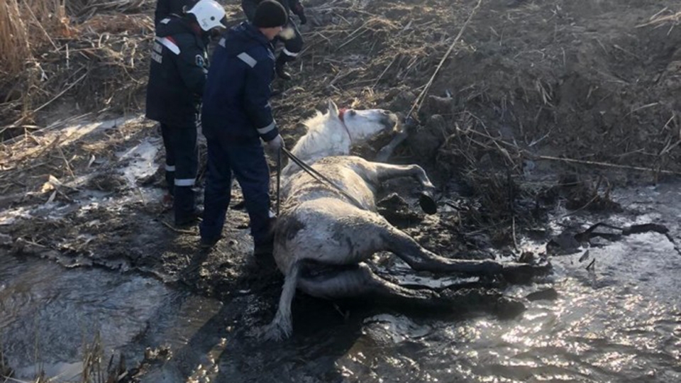 В Саратове спасатели вытащили из реки обессилевшую лошадь
