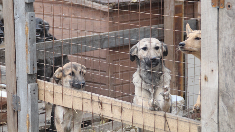 Администрация Заводского района: в Комсомольском поселке отловили шесть собак