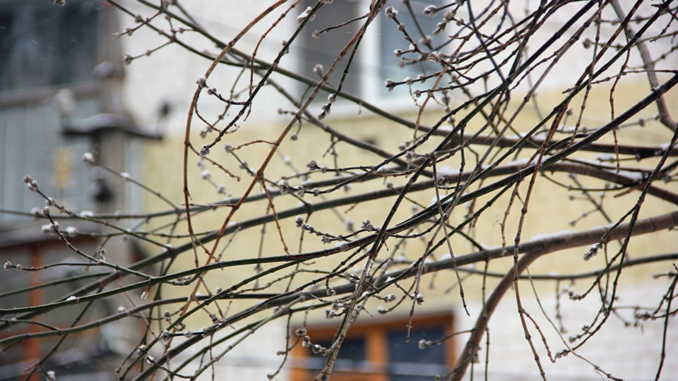 Неустойчивый саратовский апрель: мокрый снег, сильный ветер и до +14°