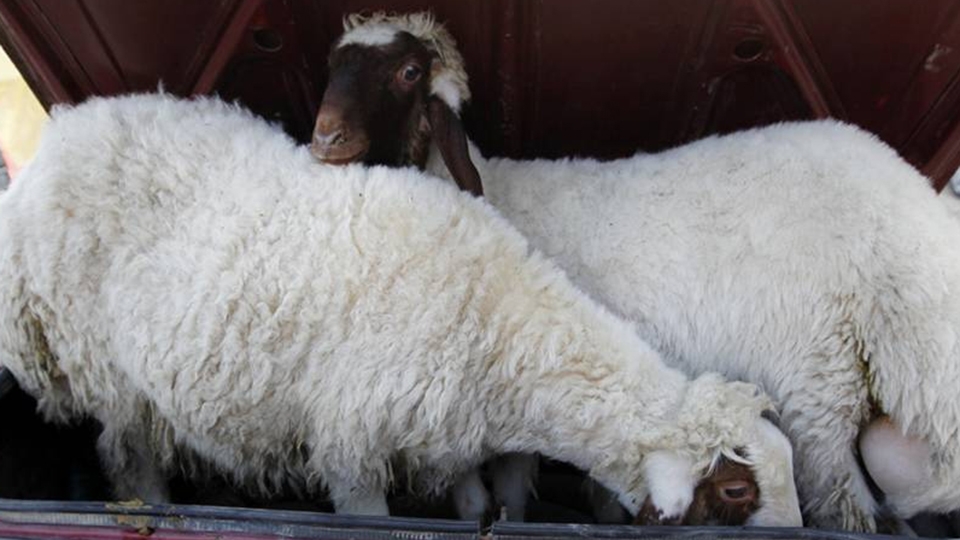 На Большой Горной задержали овец из Волгоградской области