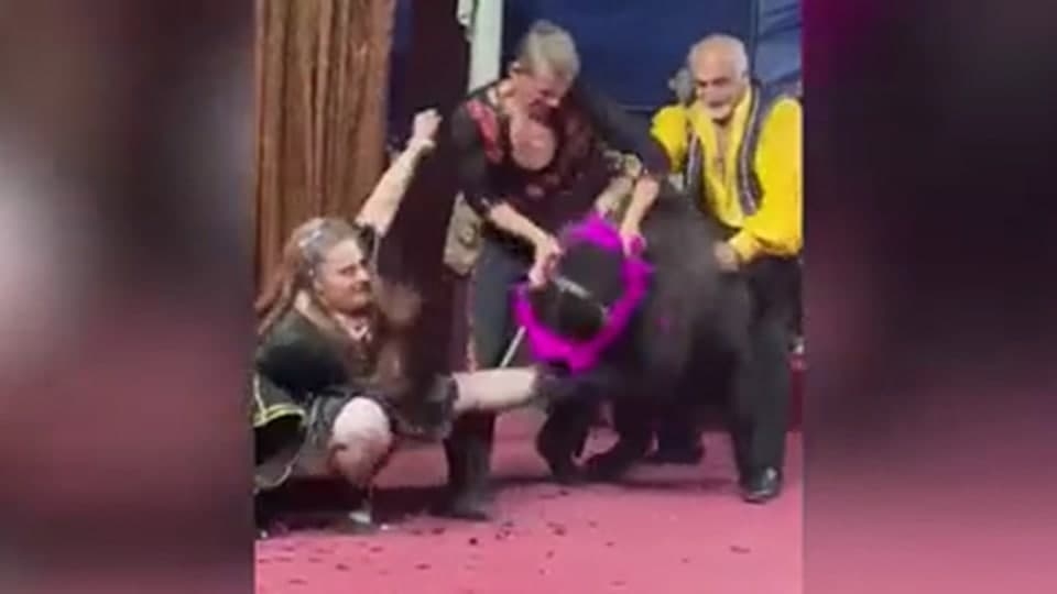 СК: медведь из саратовского цирка-шапито напал на дрессировщицу