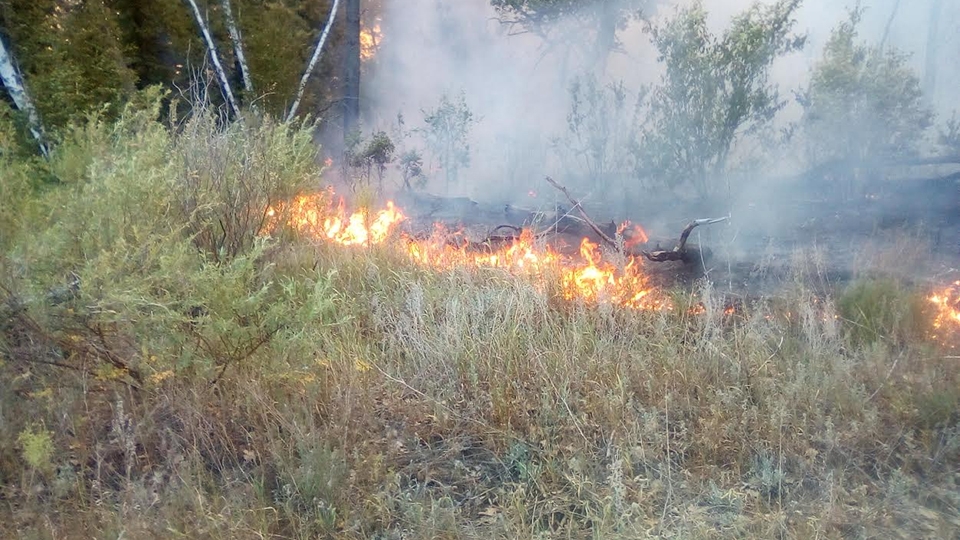 В трех километрах от Вольска загорелся лес