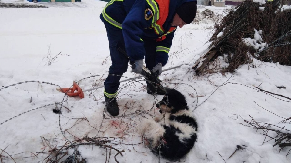 Спасатели освободили собаку из колючей проволоки