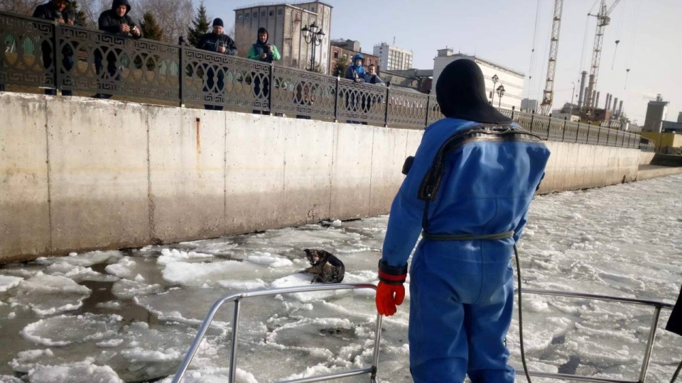 На Волге саратовские спасатели эвакуировали собаку со льдины