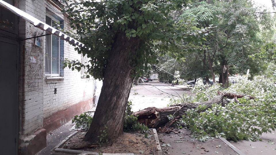 Упавшее дерево оставило жителей Домов 8 Марта без электричества