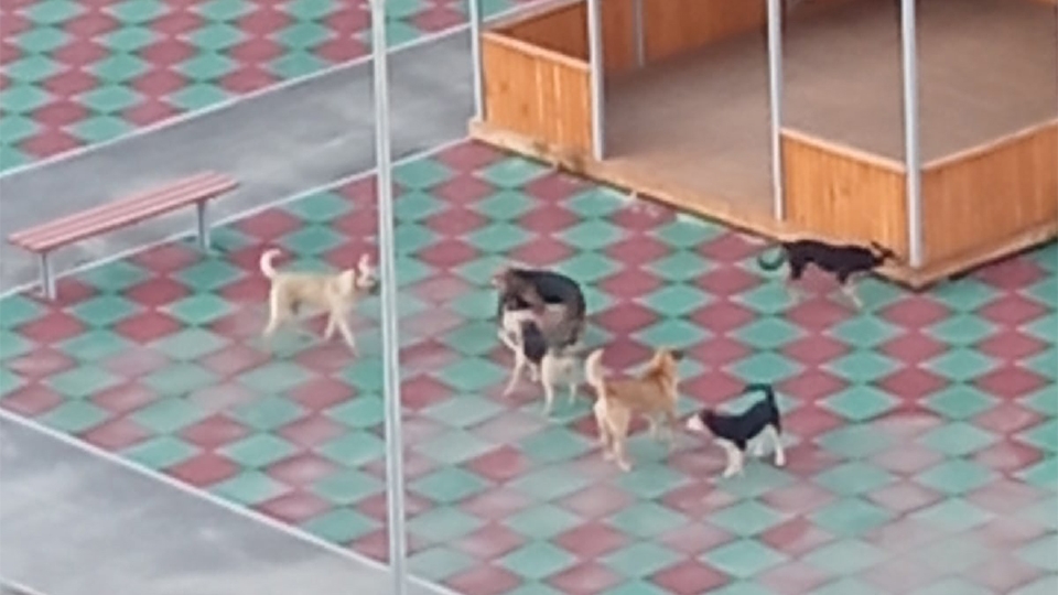 В Саратове новый детский сад стал пристанищем бродячих собак