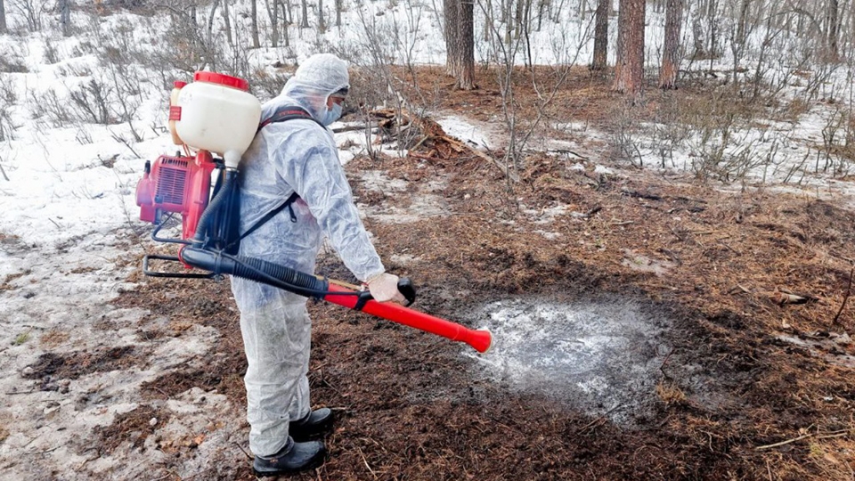 В Саратовской области выявлен новый очаг АЧС. Кабана сожгли