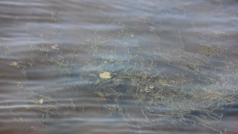 Рыбак нашел в саратовской реке тело неизвестного мужчины