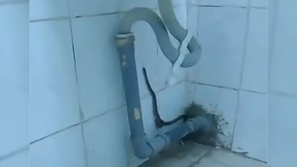 В туалет энгельсской школы заползла змея. 