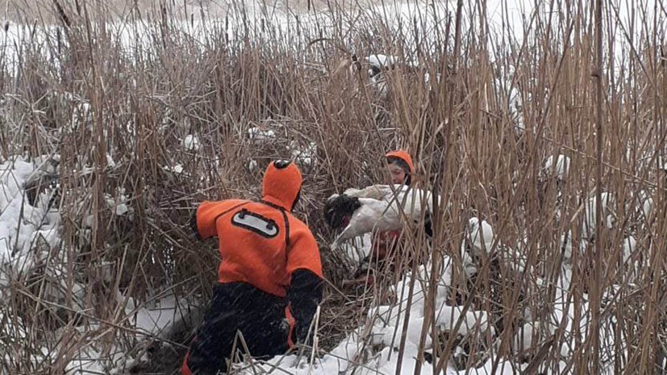 Вмерзавшего в лед лебедя саратовские спасатели передали в питомник