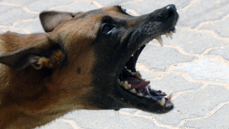 На 5-й Дачной бродячие собаки едва не загрызли молодую женщину