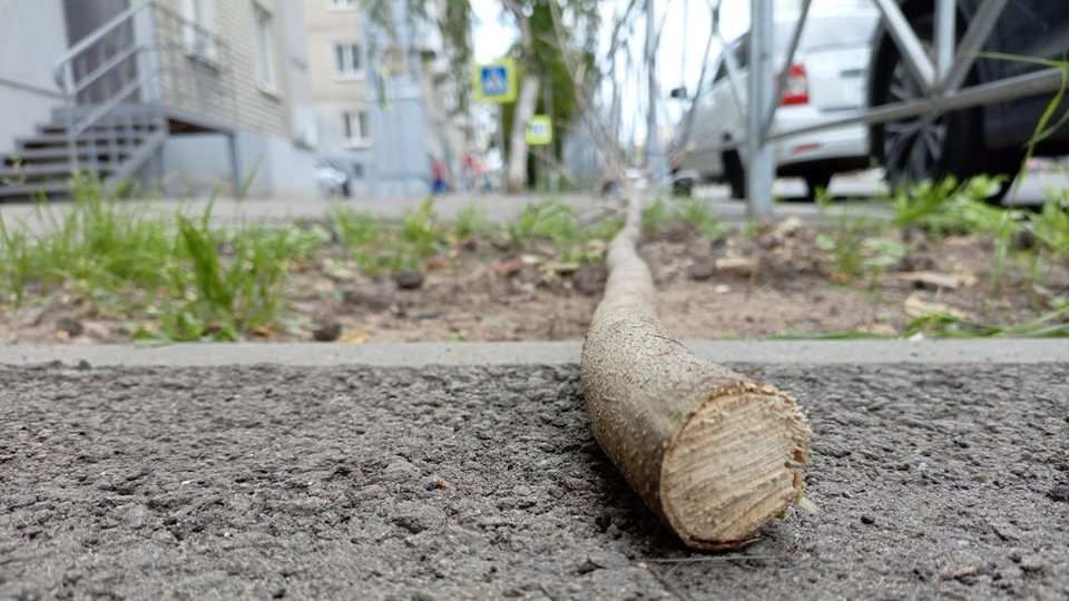 Очевидцы: в центре Саратова неизвестные спилили молодые клены