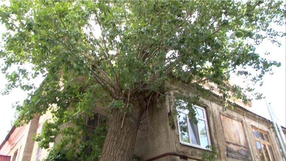 Огромное дерево может раздавить двухсотлетний дом в центре Саратова