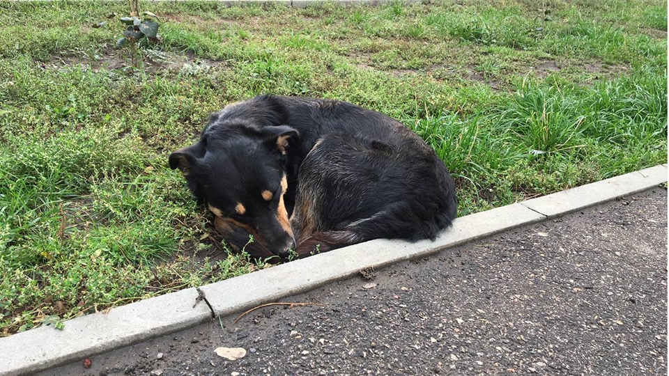 За день в Саратове от укусов собак пострадали три ребенка