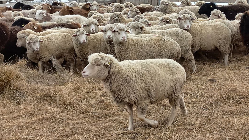 Саратовские полицейские по горячим следам успели спасти овец