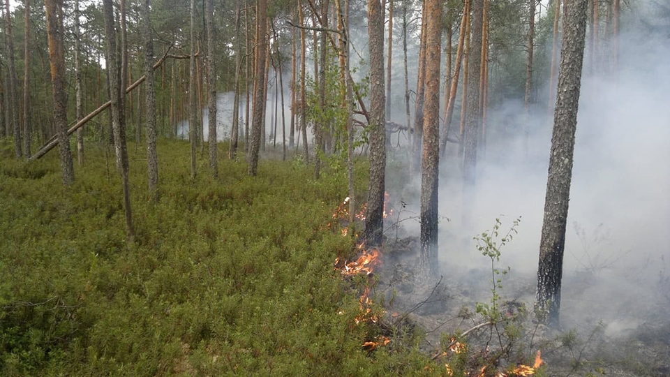 В саратовских лесах произошло 22 пожара – пока все низовые