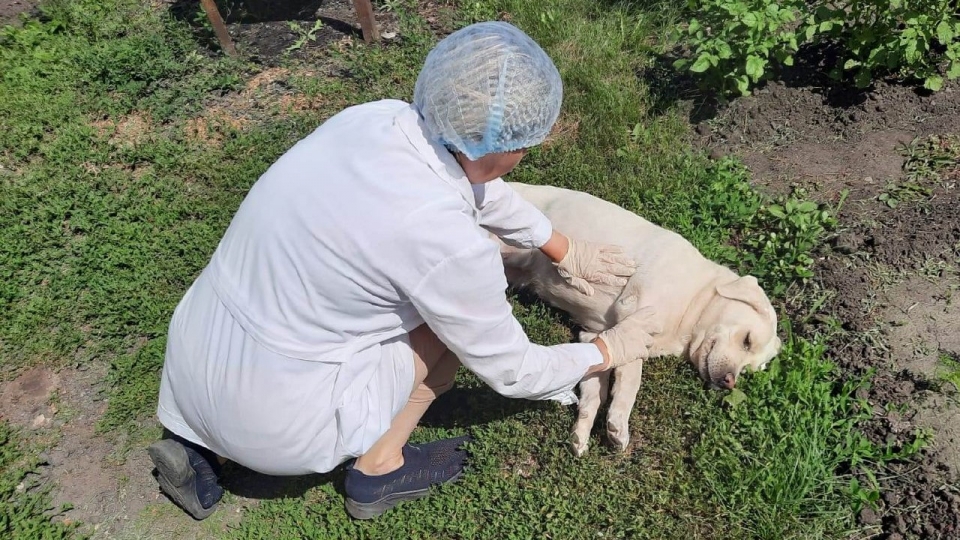Жара по-саратовски. Ветеринары спасли от теплового удара лабрадора Велли