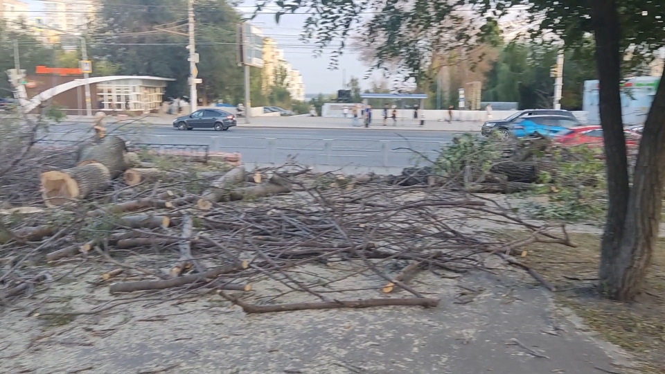 Саратовские лесорубы оставили сквер без деревьев, а граждан - без тротуара