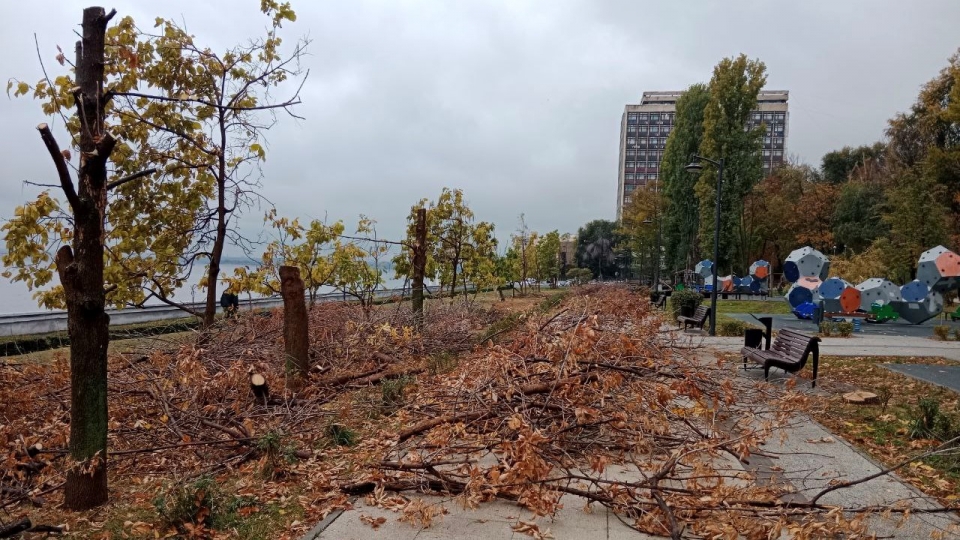 В Саратове после вырубки на набережной обещают высадить яблони и можжевельник