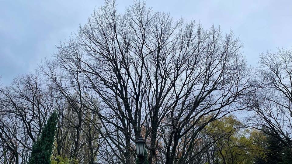 Саратовский ноябрь с плюсом. Неделя будет пасмурной и ветреной