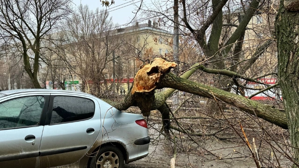 В Саратове у входа в горбольницу на машину упало дерево