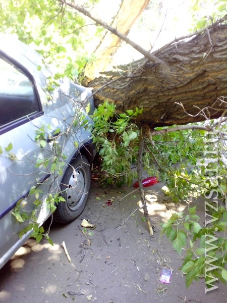 Приора упало дерево