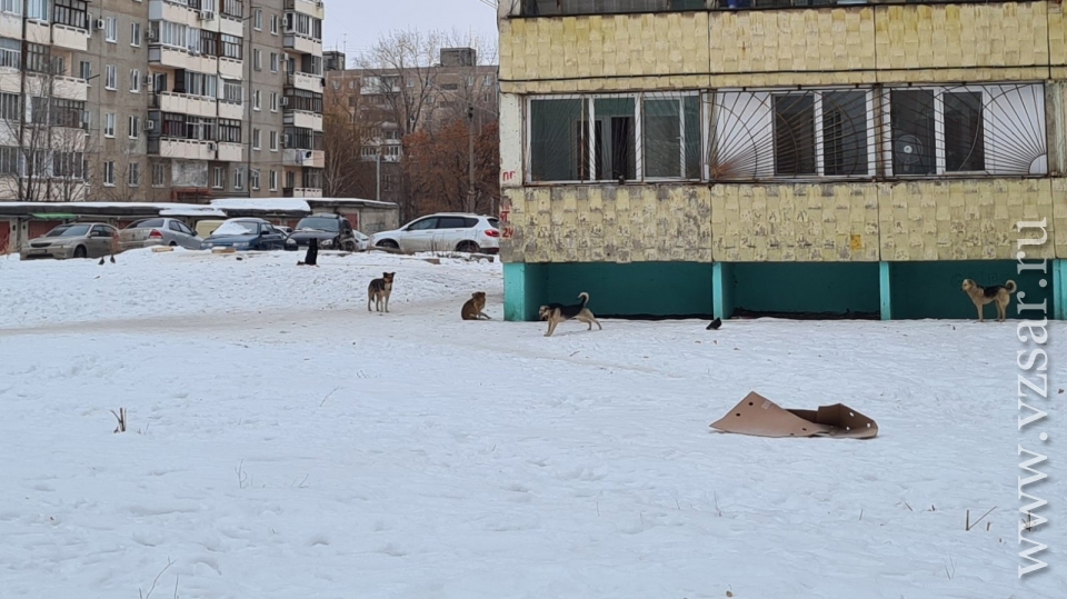 Саратове собака пристрелила хозяина фото