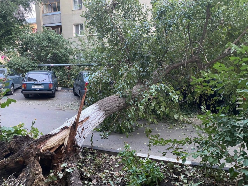 Деревья саратова фото и название